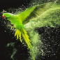 Preview: Diamond Painting Papagei Halsbandsittich